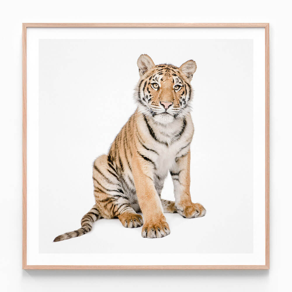 Hello Tiger