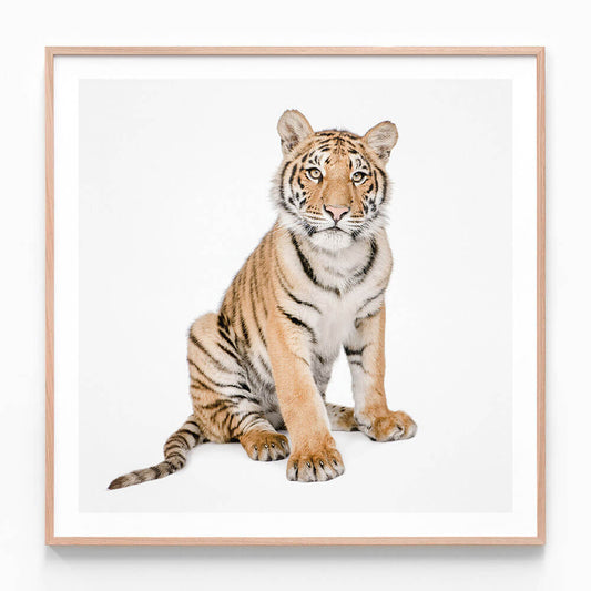 Hello Tiger