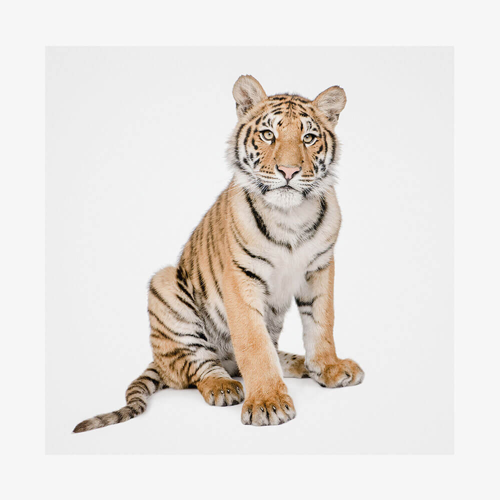 Hello Tiger