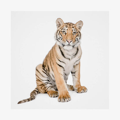 Hello Tiger