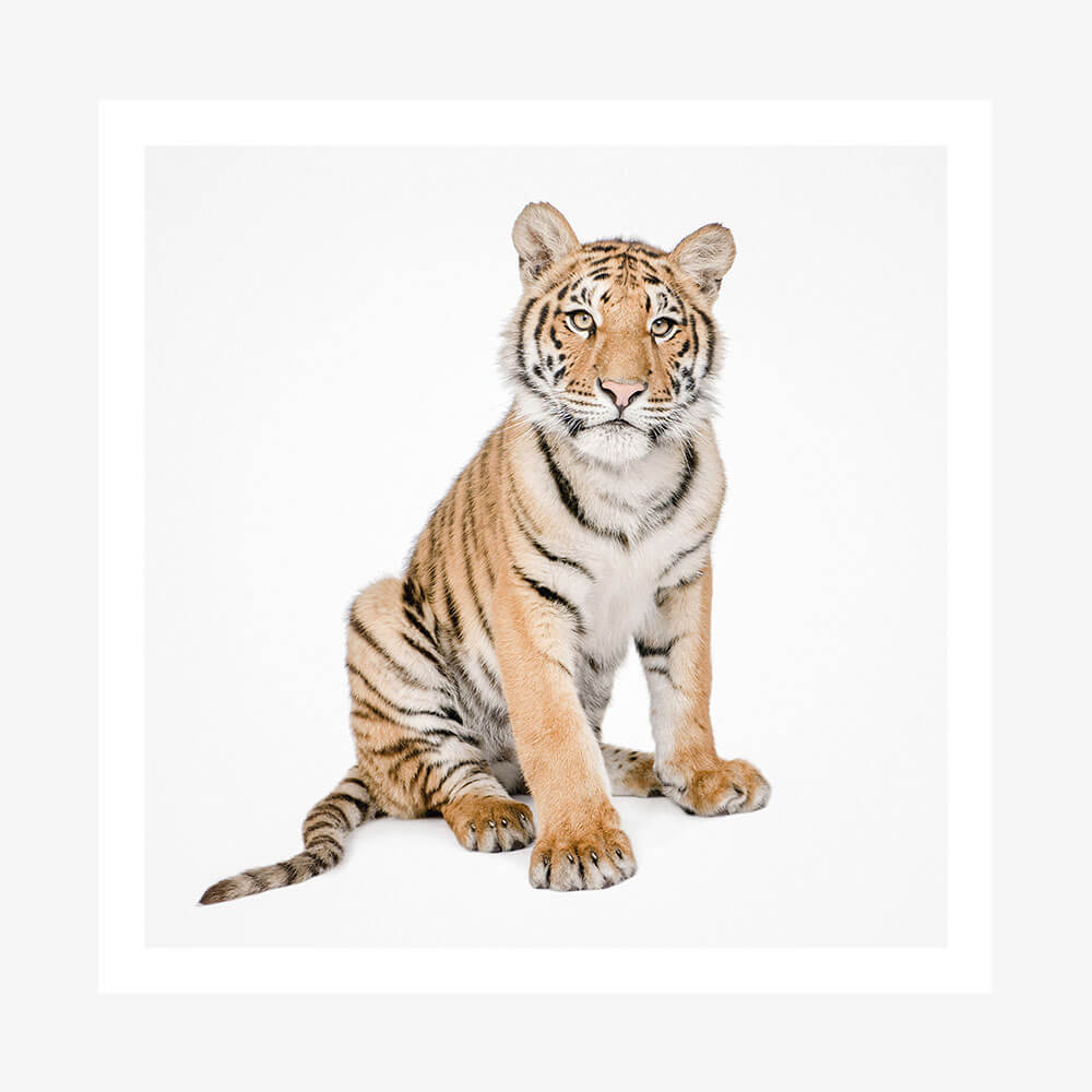 Hello Tiger