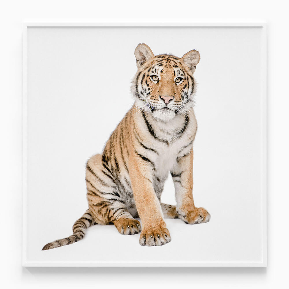 Hello Tiger
