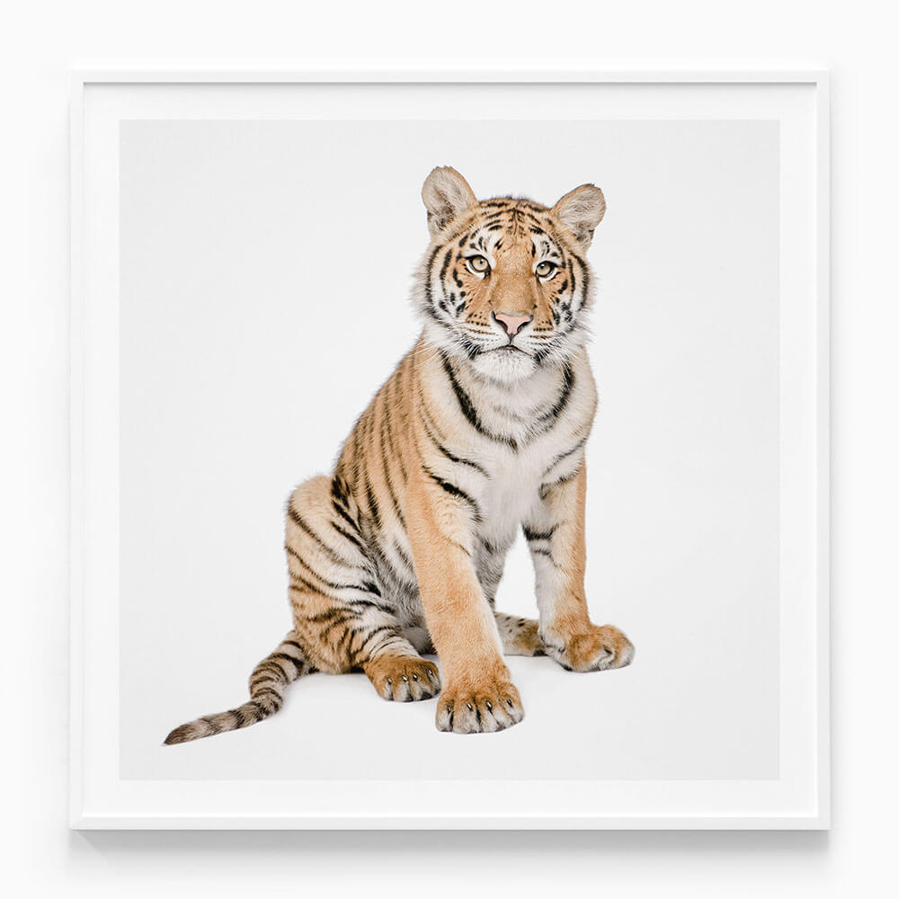 Hello Tiger