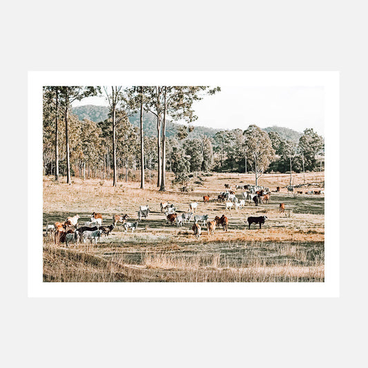 High Country