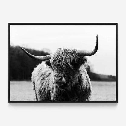 Highland Cow