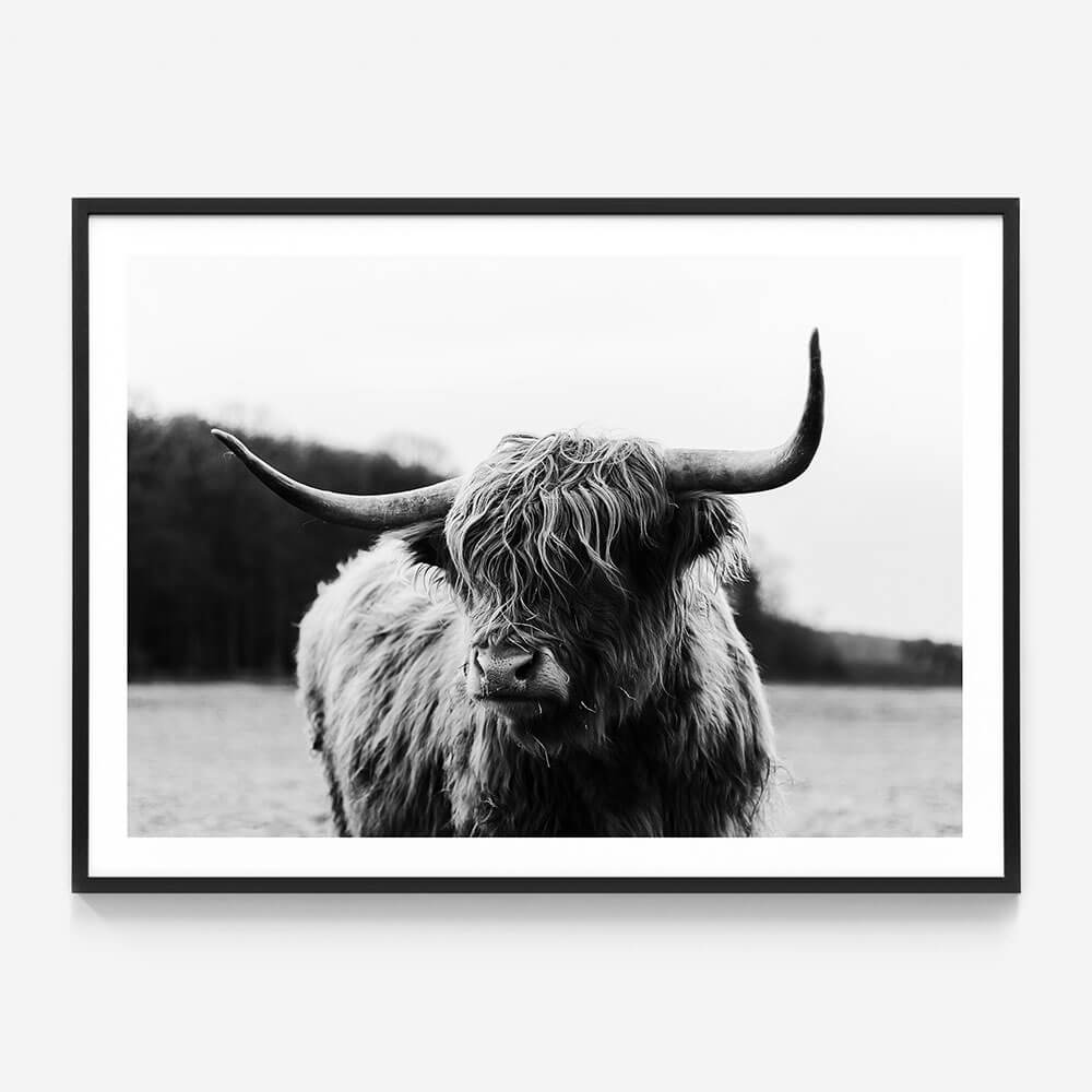 Highland Cow