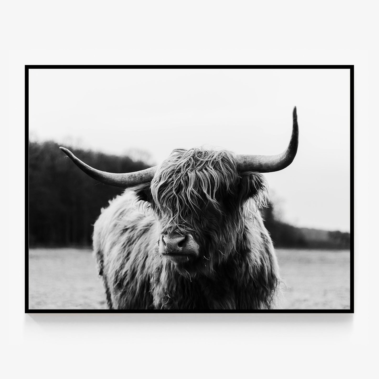 Highland Cow Canvas