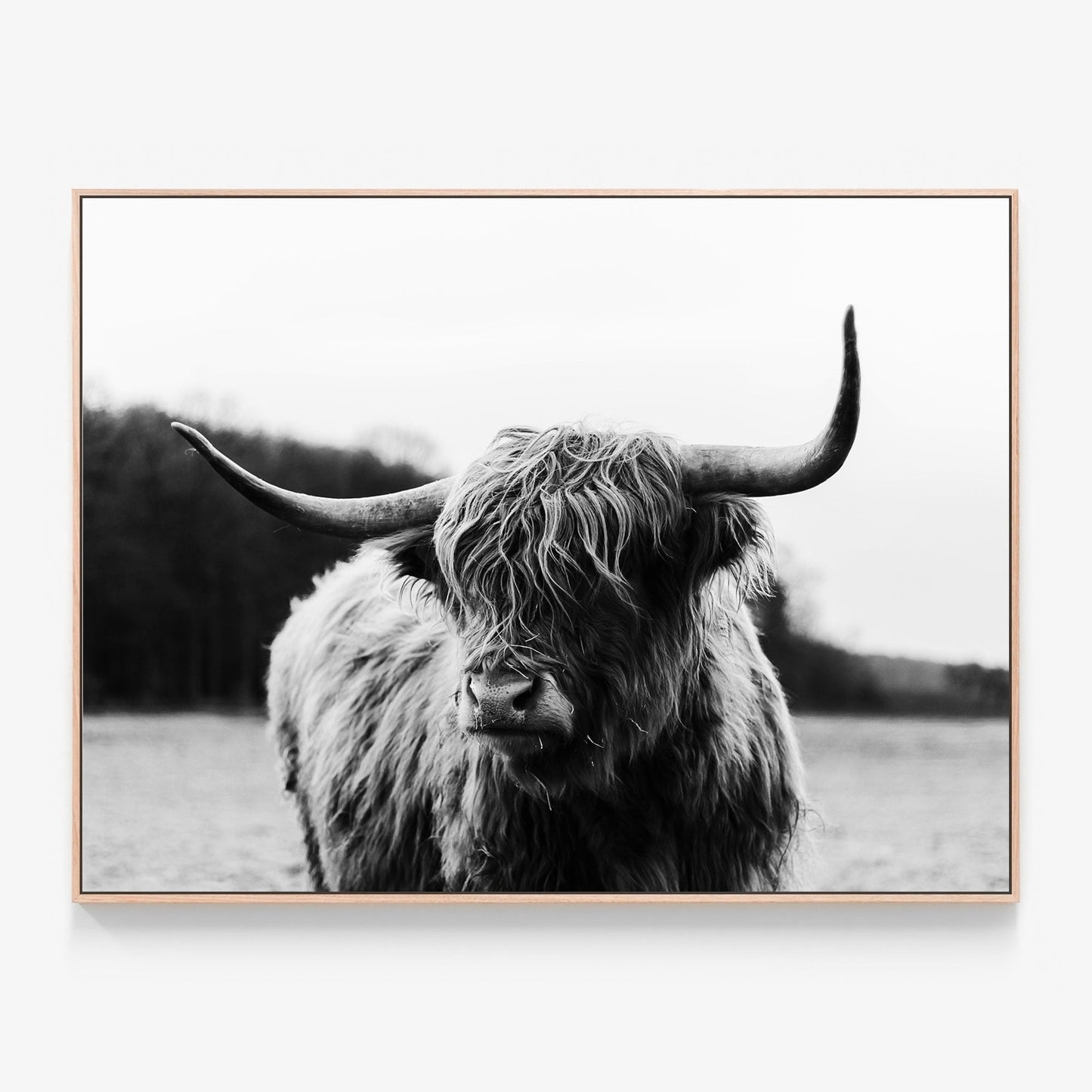 Highland Cow Canvas print in oak frame