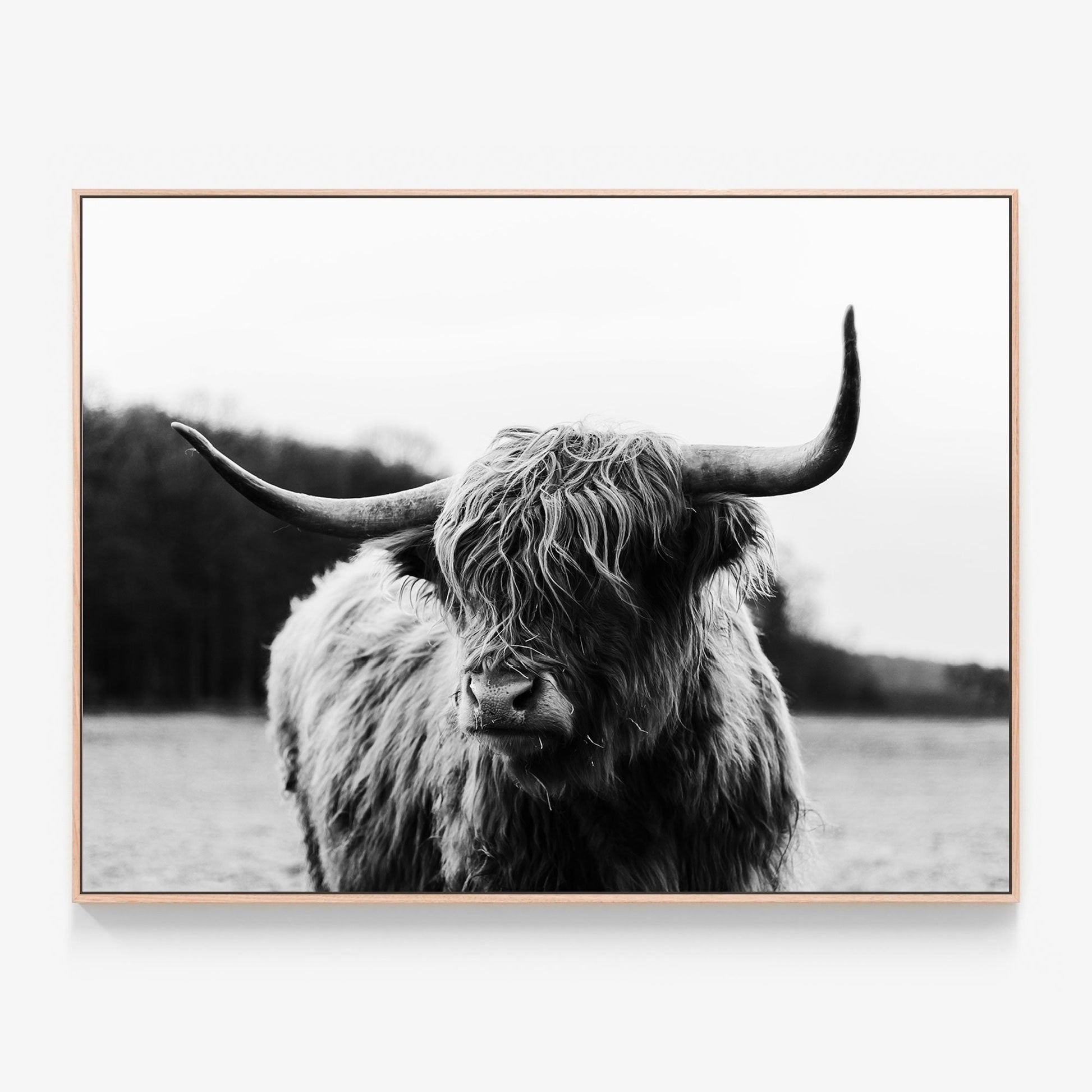 Highland Cow Canvas print in oak frame