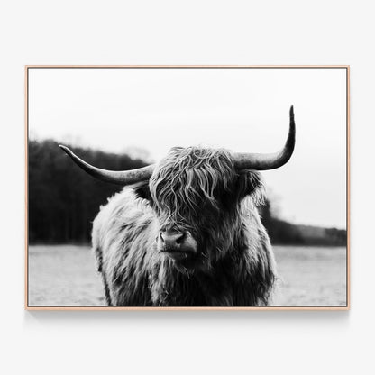 Highland Cow Canvas print in oak frame