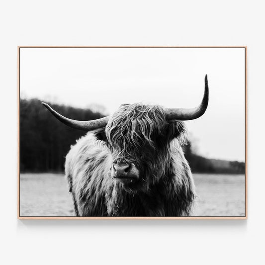 Highland Cow Canvas print in oak frame