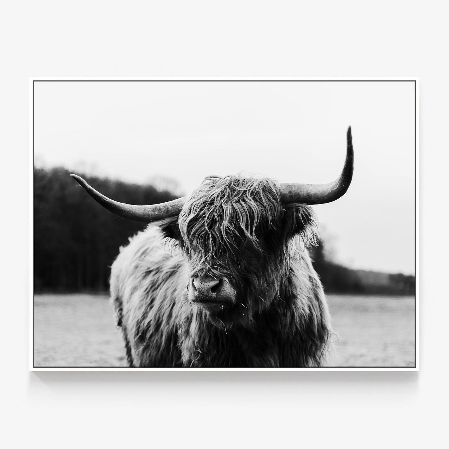 Highland Cow Canvas