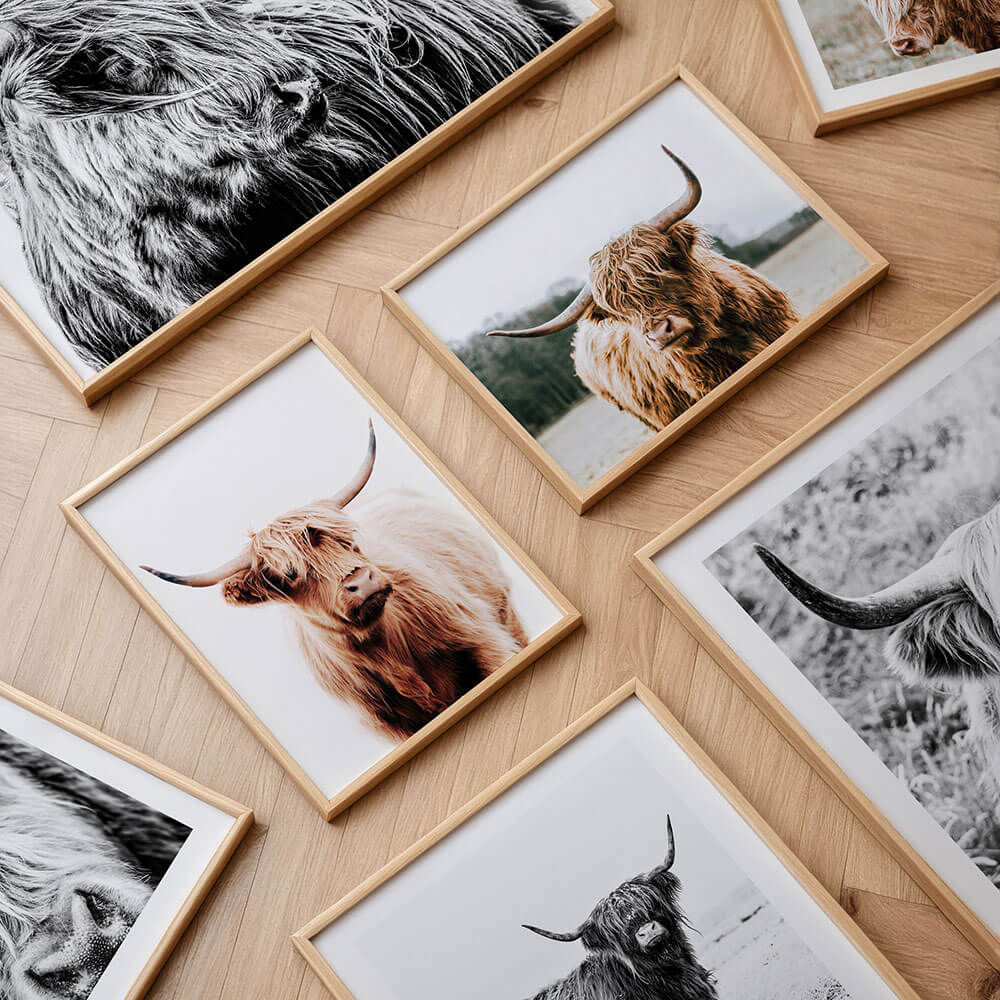 A collection of highland cow framed prints and posters.
