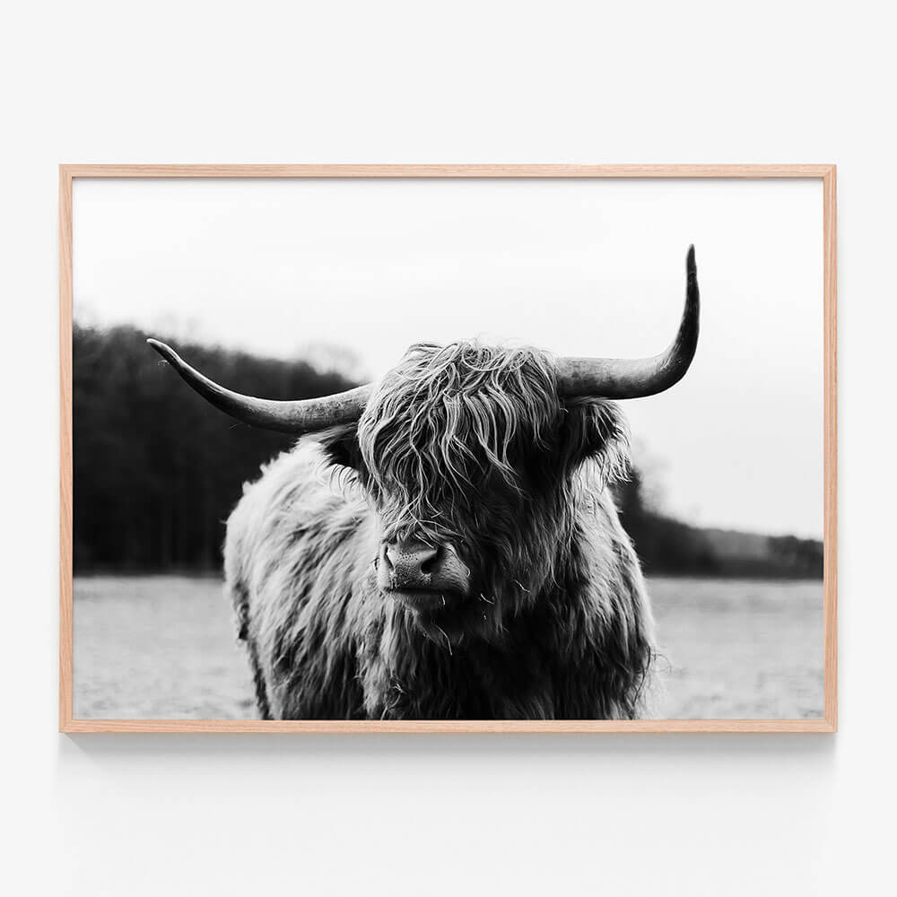 Highland Cow