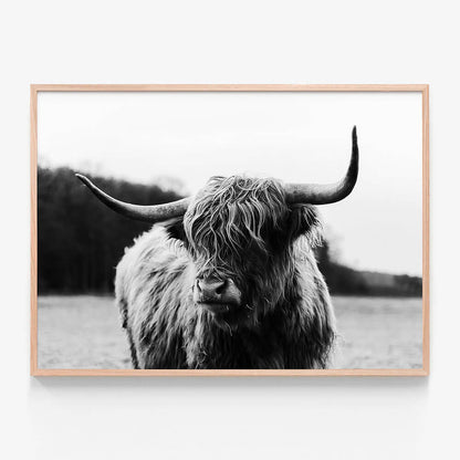 Highland Cow