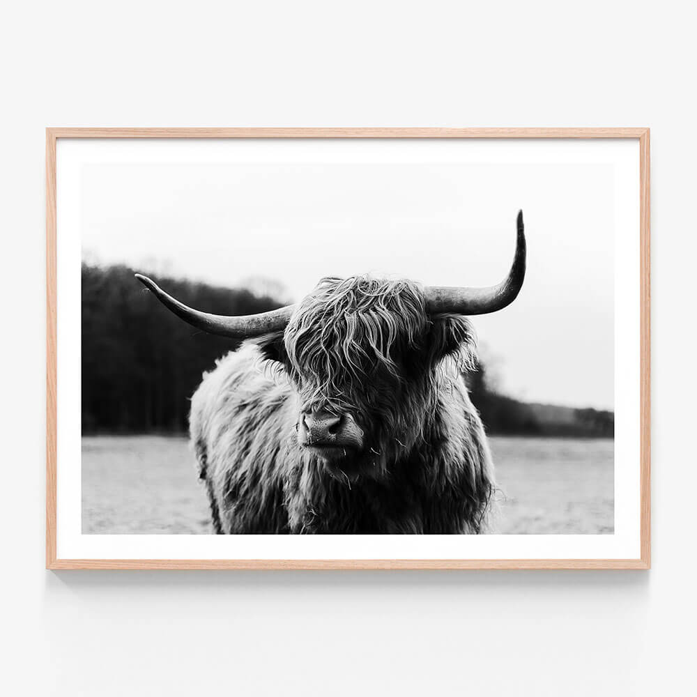A black and white photography framed print of a Scottish highland cow.