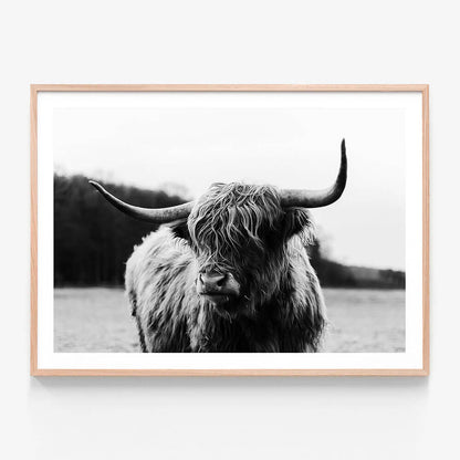 A black and white photography framed print of a Scottish highland cow.