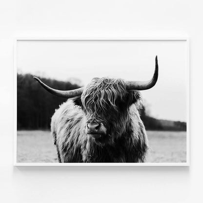 Highland Cow