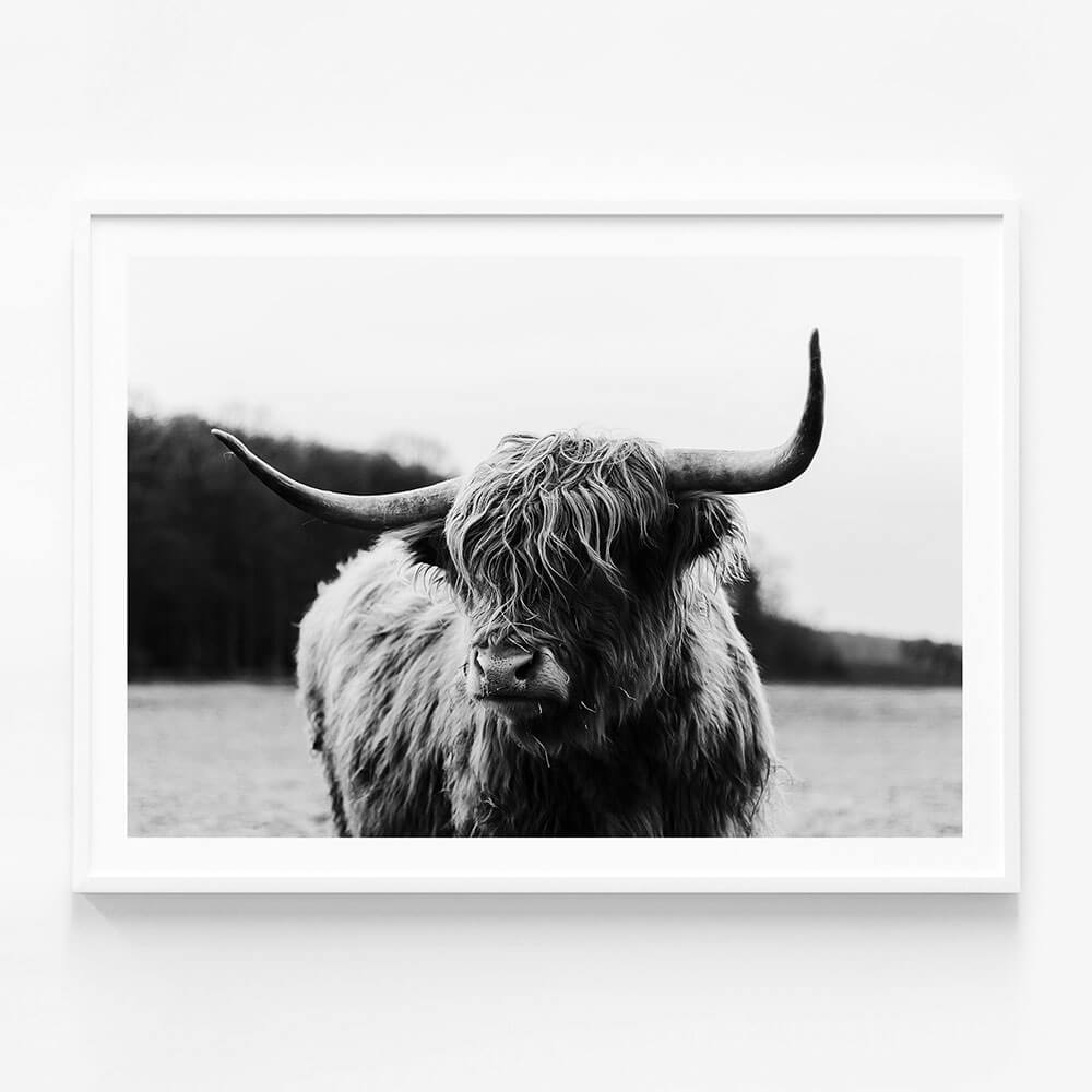 Highland Cow