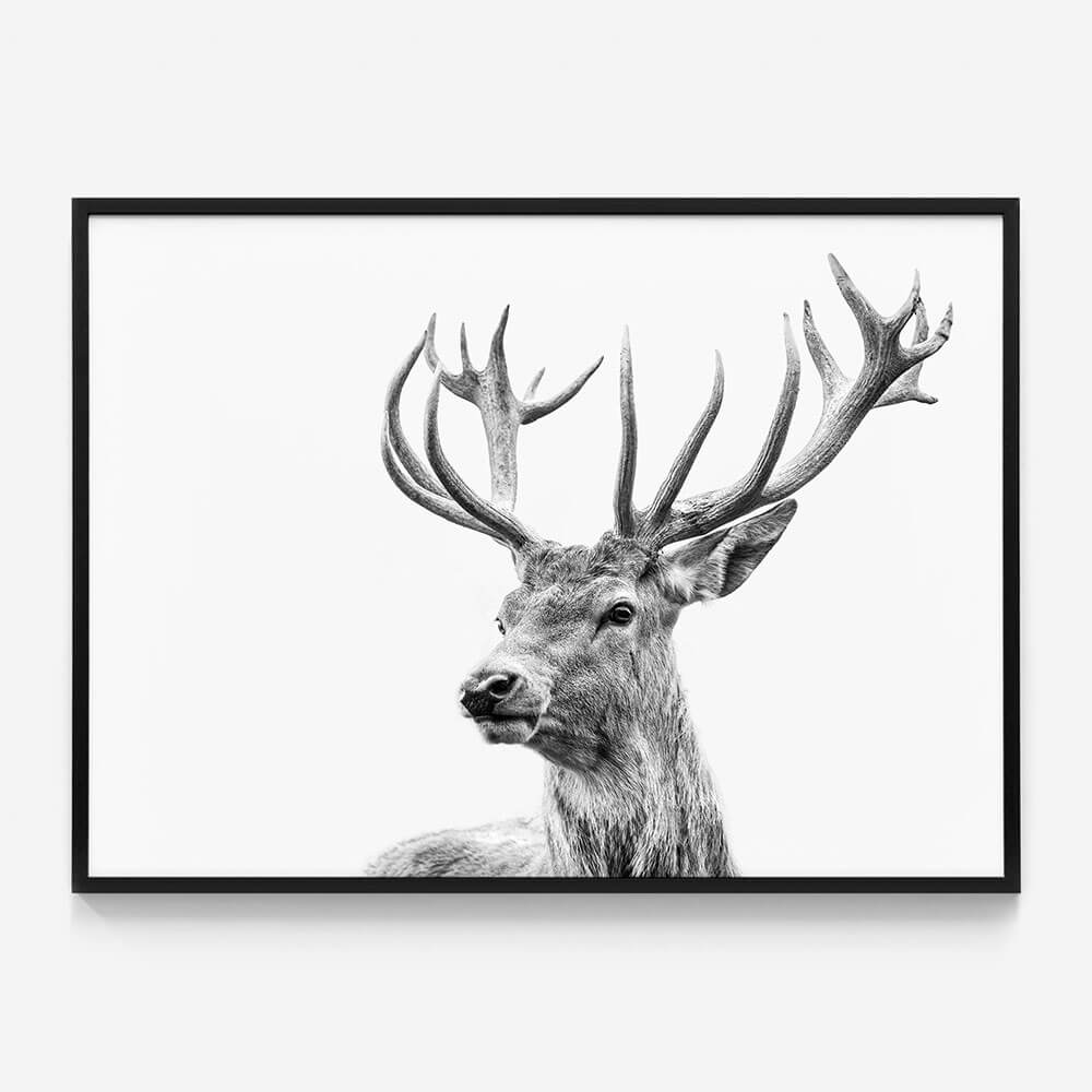 Highland Deer