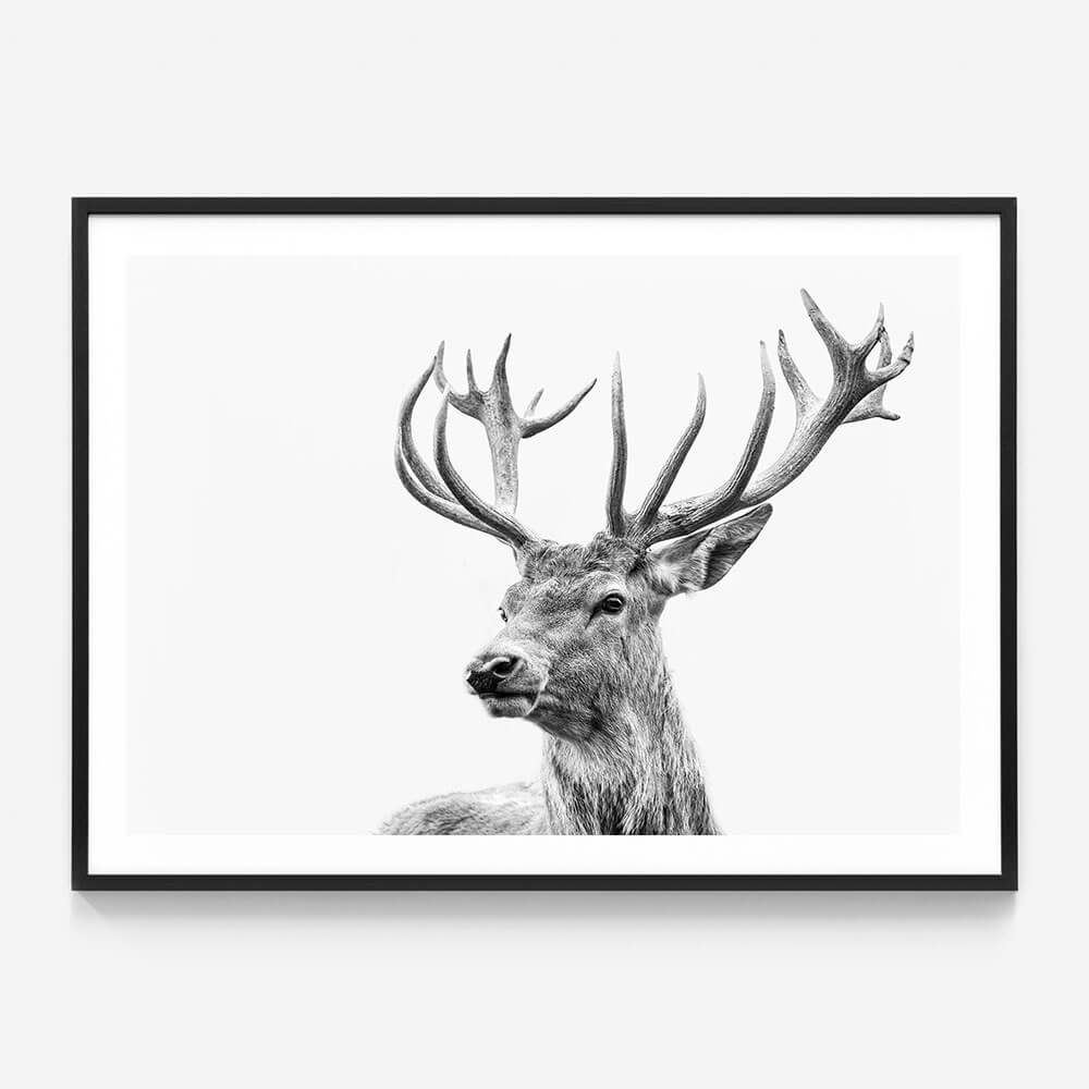 Highland Deer