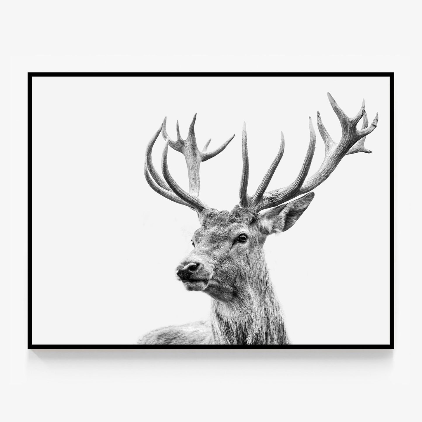 Highland Deer Canvas