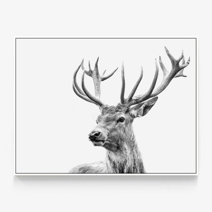 Highland Deer Canvas