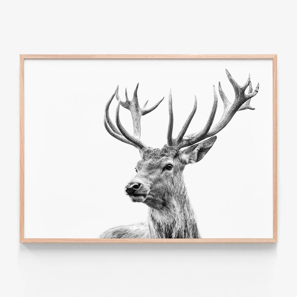 Highland Deer