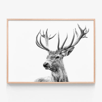 Highland Deer
