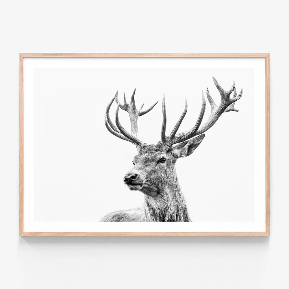 Highland Deer