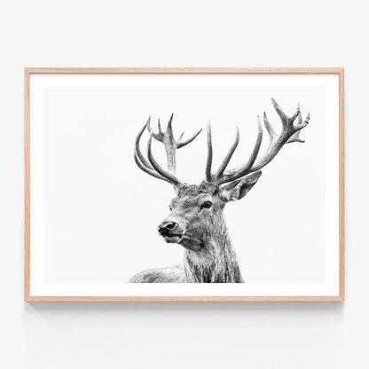 Highland Deer