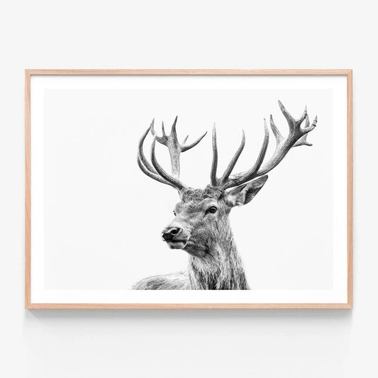 Highland Deer