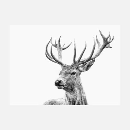 Highland Deer