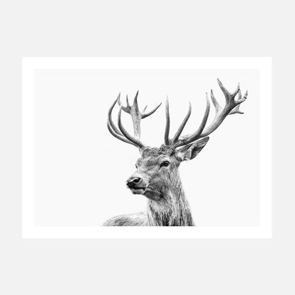 Highland Deer