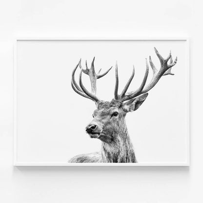 Highland Deer