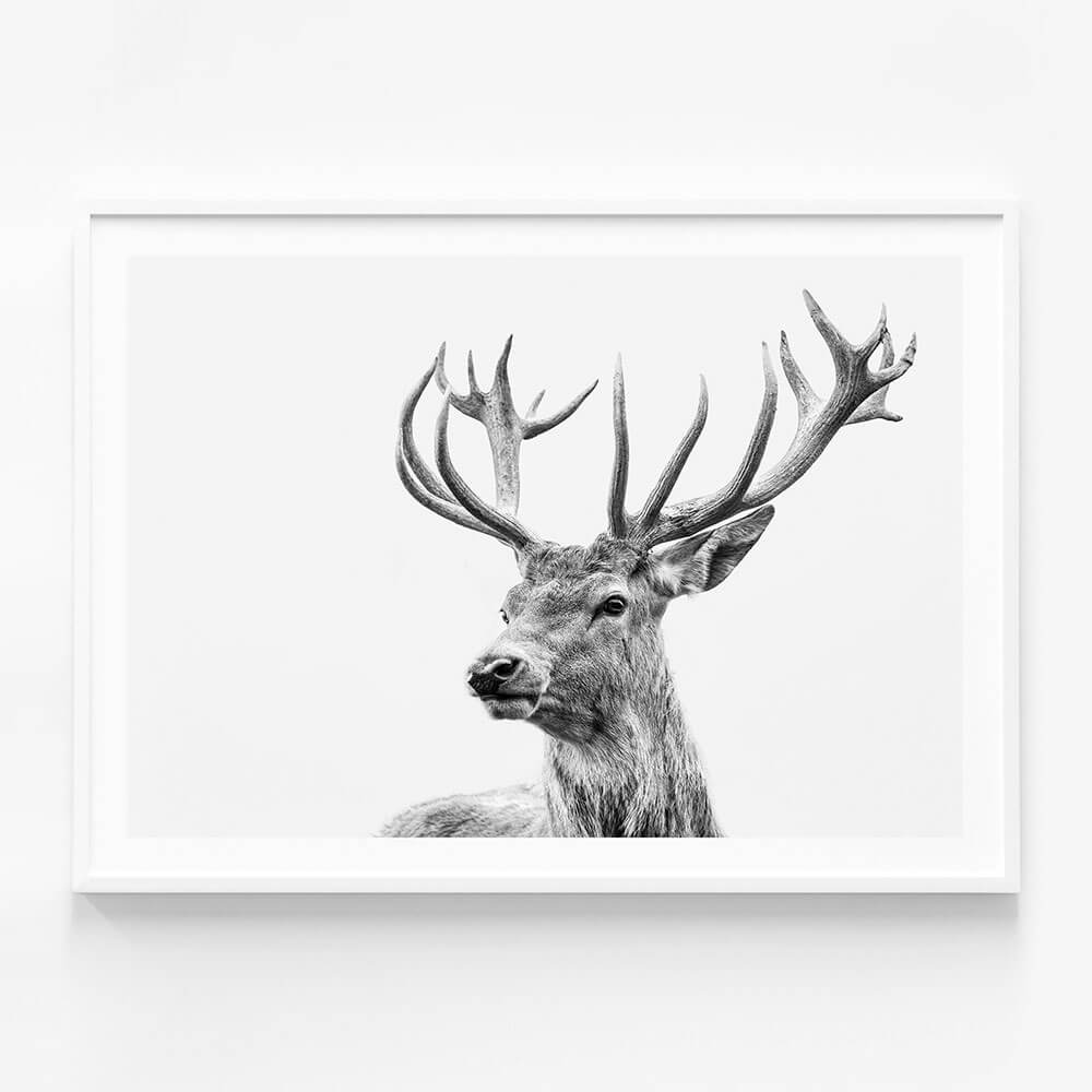 Highland Deer