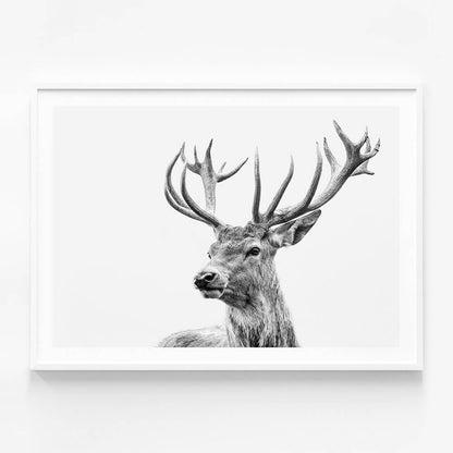 Highland Deer