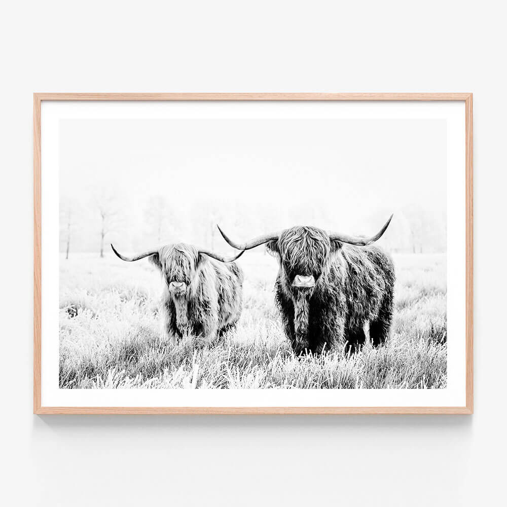 A framed black and white photography print of two highland cows standing in a field.