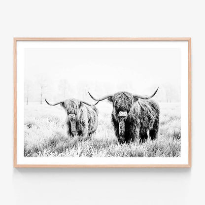 A framed black and white photography print of two highland cows standing in a field.