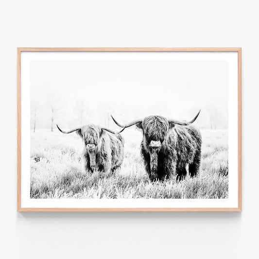 A framed black and white photography print of two highland cows standing in a field.