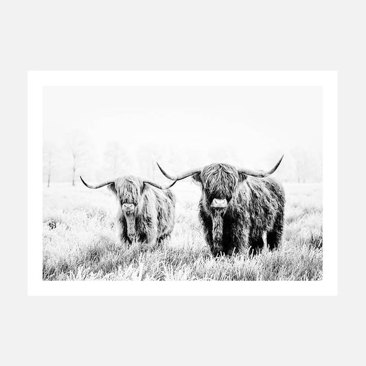 A black and white photograph print of two highland cows standing in a field.