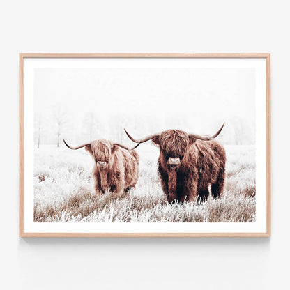 Framed print of a pair of highland cows in a field.