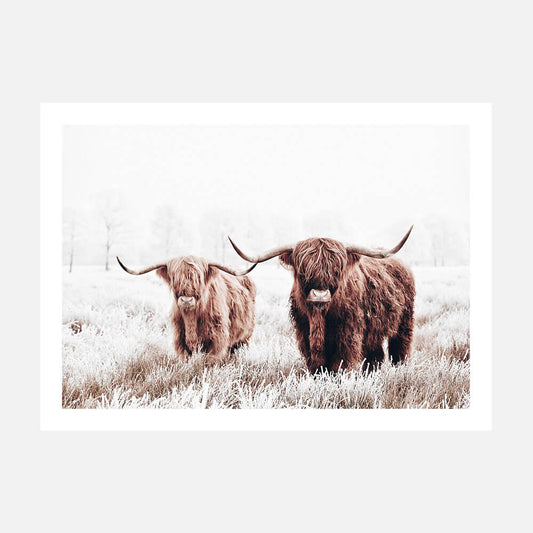 Photo art print of a pair of highland cows in a field.