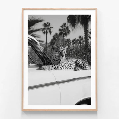 Hollywood Leopard
