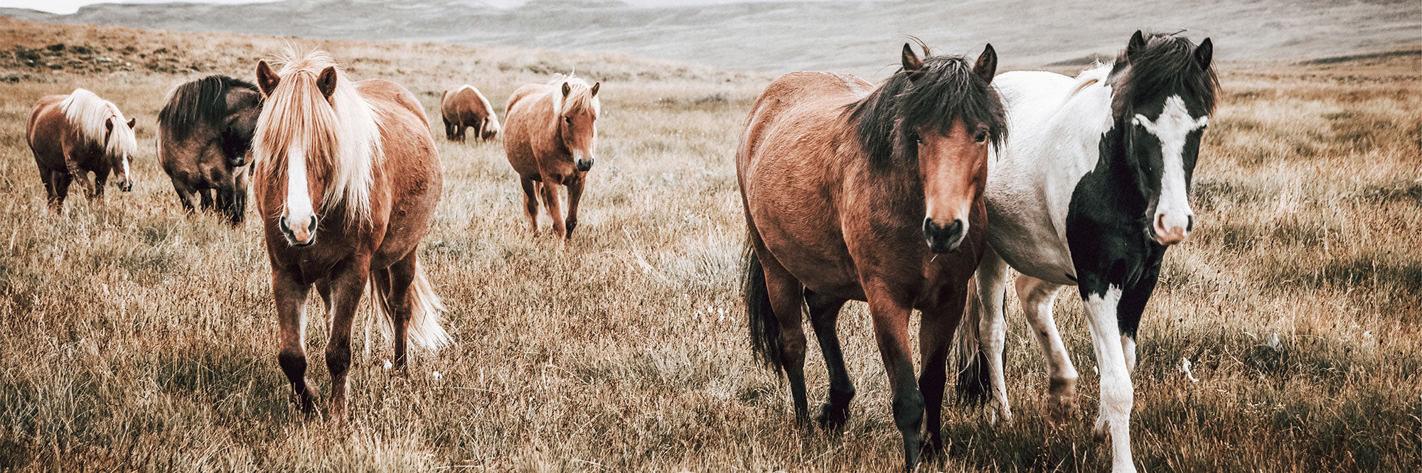 Photography wall art print of horses standing in a grassy field with a landscape background