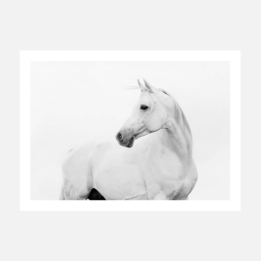 Horse Lover