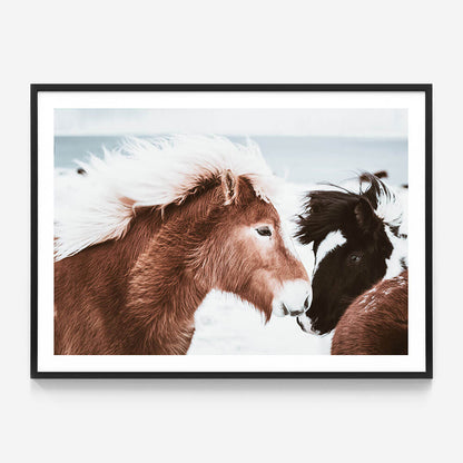 Icelandic Horses No. 2