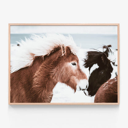 Icelandic Horses No. 2