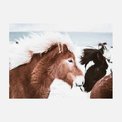 Icelandic Horses No. 2