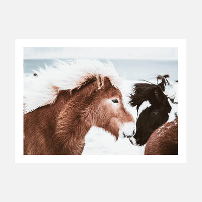 Icelandic Horses No. 2